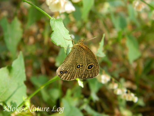 Kumaon Five-ring