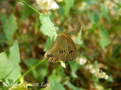 Kumaon Five-ring