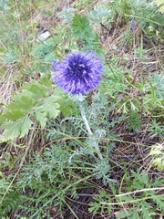 Echinops latifolius