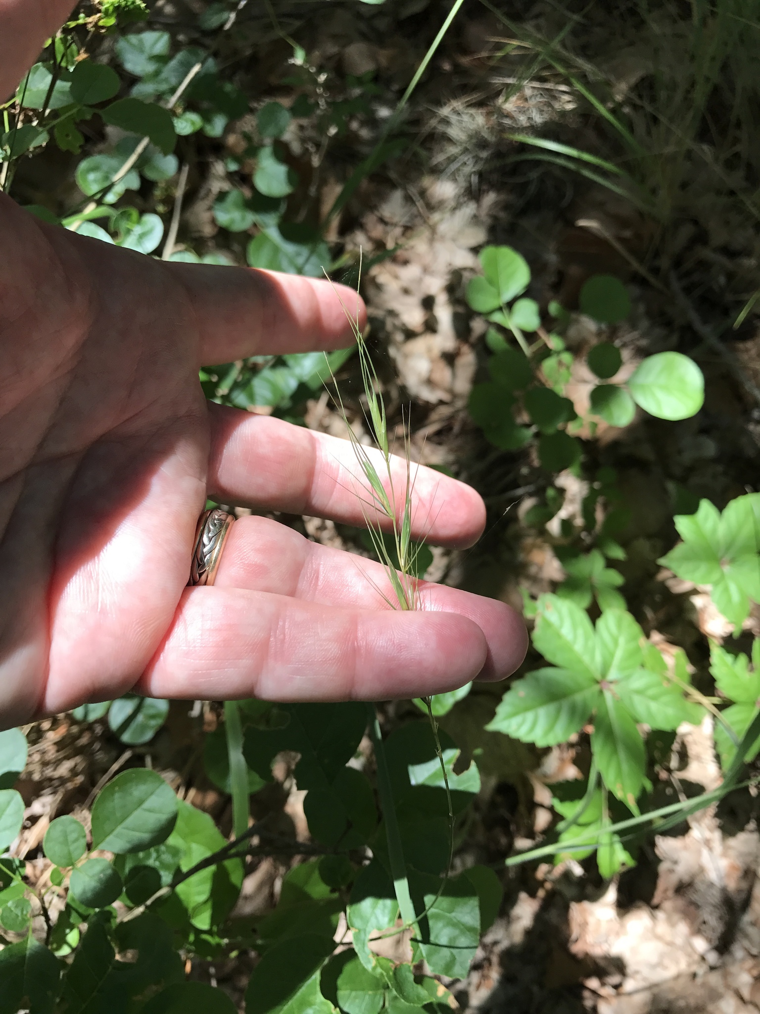 Elymus texensis