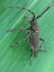 Acalolepta sejuncta