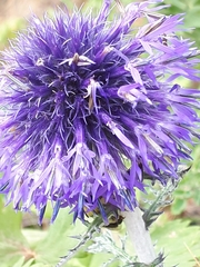 Echinops latifolius