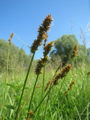 Carex spicata