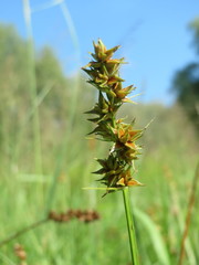 Carex spicata