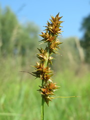 Carex spicata