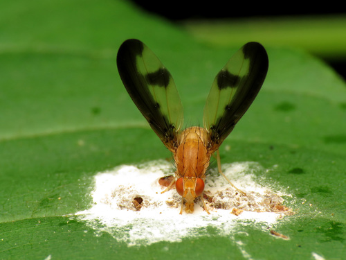 Antlered Flutter Fly photo 4