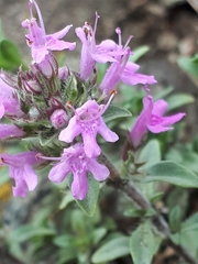 Thymus punctulosus