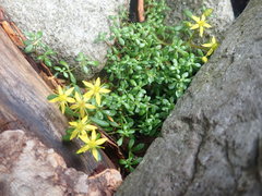 Sedum erythrospermum