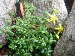 Sedum erythrospermum