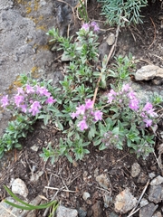 Thymus punctulosus