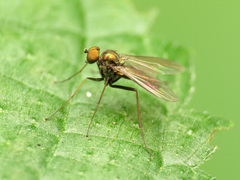 Diaphorinae