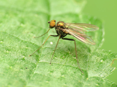 Diaphorinae