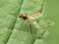 Diaphorinae
