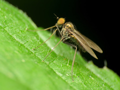 Diaphorinae