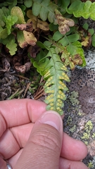 Polypodium saximontanum