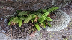 Polypodium saximontanum