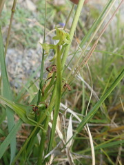 Platanthera mandarinorum pachyglossa