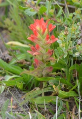Castilleja affinis affinis