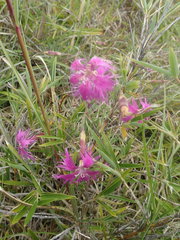 Dianthus pygmaeus
