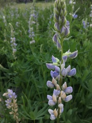 Lupinus burkei