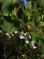 Ionopsis utricularioides