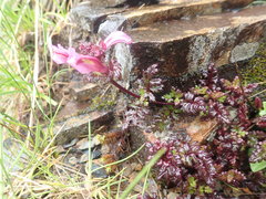 Pedicularis ikomai