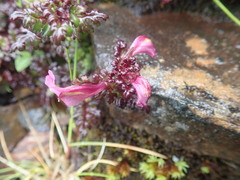 Pedicularis ikomai