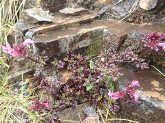 Pedicularis ikomai