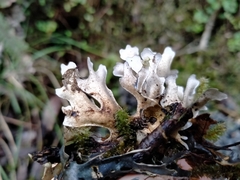 Pseudocyphellaria cinnamomea