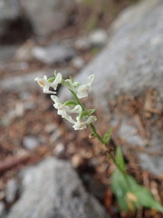 Platanthera brevicalcarata