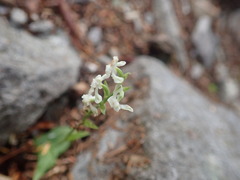 Platanthera brevicalcarata