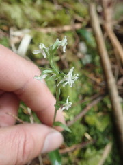 Platanthera brevicalcarata
