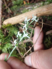 Platanthera brevicalcarata