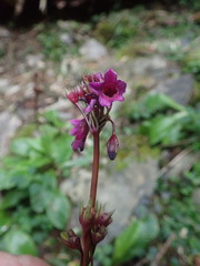 Primula miyabeana