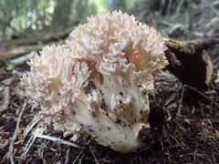 Ramaria rubrievanescens