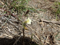 Gentiana itzershanensis