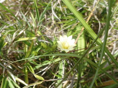 Gentiana itzershanensis