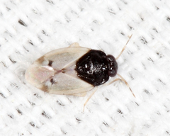 Corticoris pulchellus