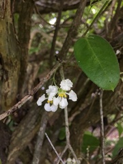 Malpighia woodburyana
