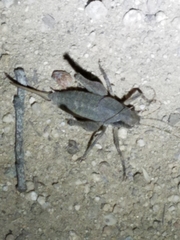 Aglaothorax longipennis