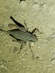 Aglaothorax longipennis
