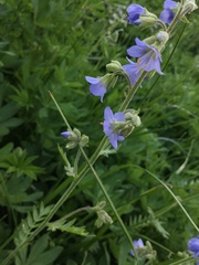 Polemonium occidentale