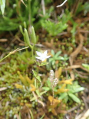 Swertia macrosperma