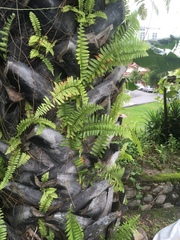 Asplenium longissimum