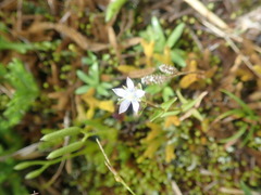 Swertia macrosperma