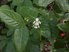 Malpighia woodburyana