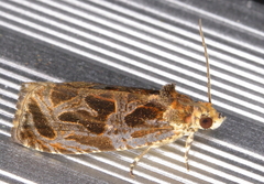 Olethreutes sericoranum