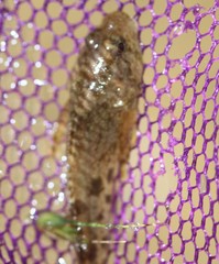 Cottus girardi
