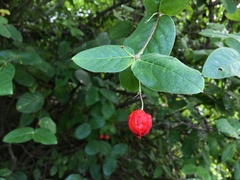 Malpighia woodburyana