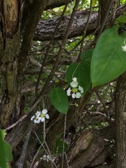 Malpighia woodburyana
